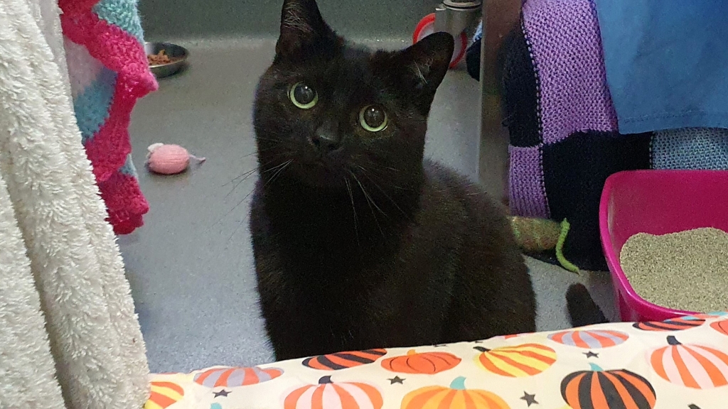 Beautiful Spookipaws the cat