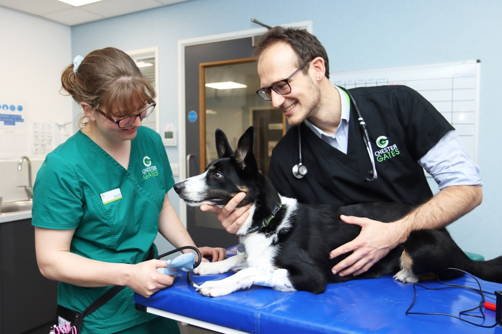 Chestergates vet and nurse examining a dog