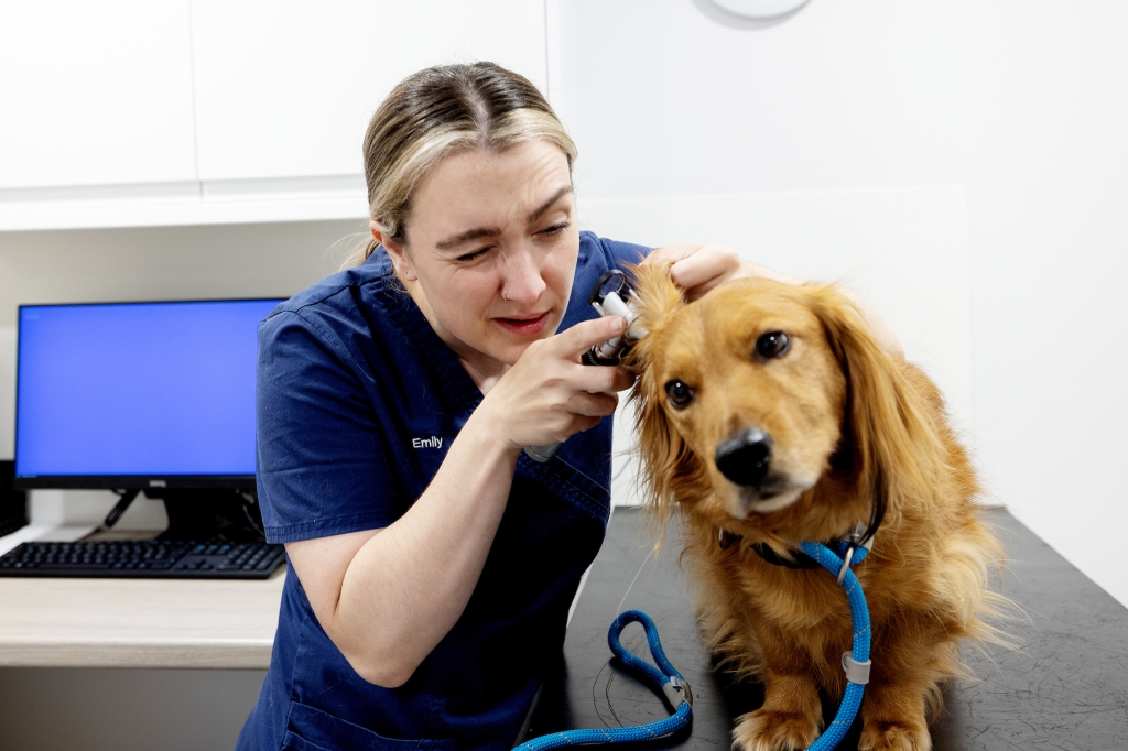 Project aims to increase responsible use in acute diarrhoea, cat bite abscess and otitis externa 