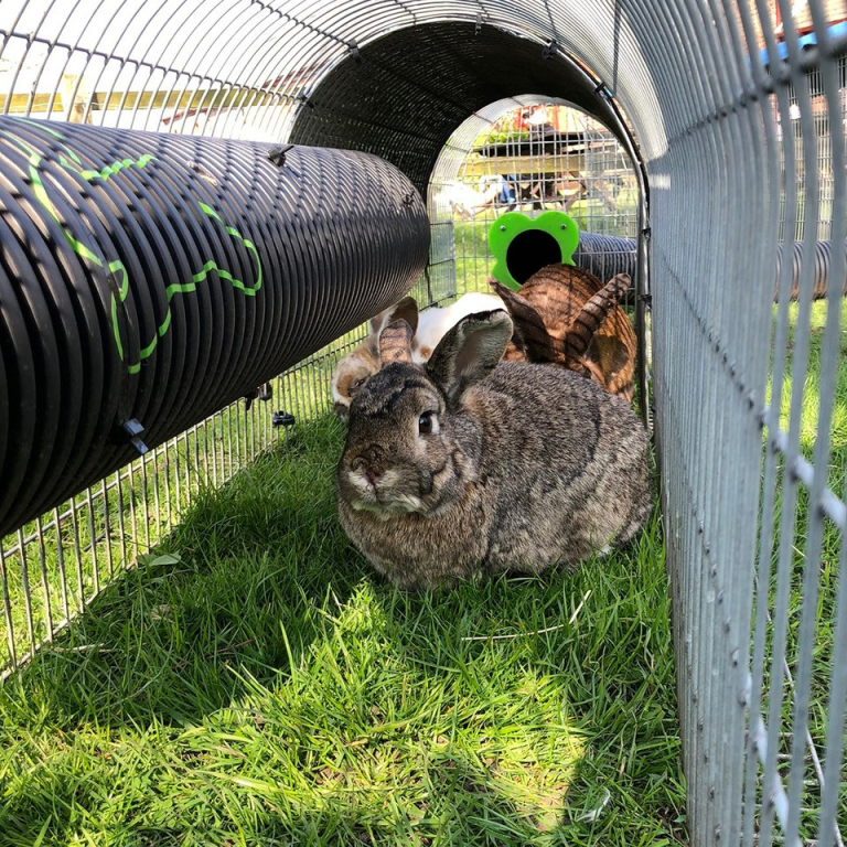 View looking at a rabbit from inside a rabbit hutch