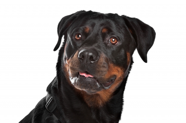 Rottweiler receives DEEP OSCILLATION as part of post surgical care