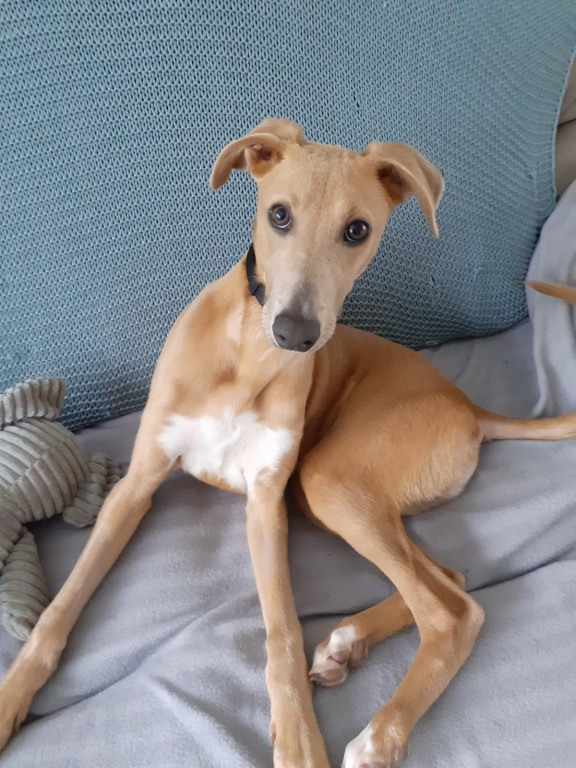 Coco enjoying life after recovering from parvovirus at MyVet