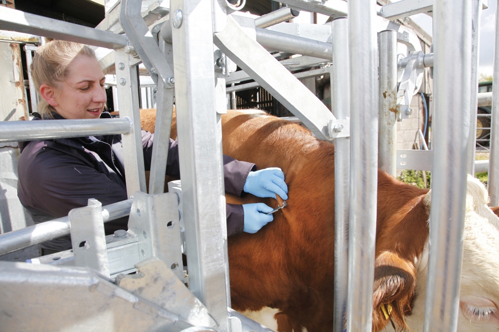 Vet injecting cow inside cage