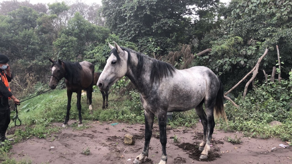 Horses in the aftermath of the Fuego eruptions
