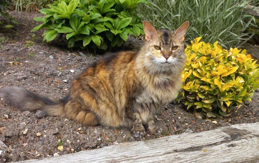 Ruby the cat back at home enjoying life following the successful removal of a brain tumour by the team at Anderson Moores Veterinary Specialists, near Winchester, Hampshire. 