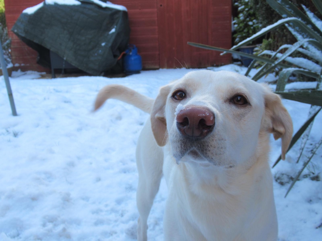 Wakefield vets save young Labrador's life after intricate operation to