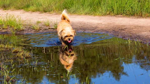 Danger: slow moving waterways can hide toxins