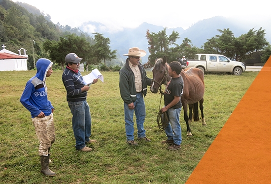 Assessing welfare in the mountains of Quiche, Guatemala, where horses are vital for local transportation.