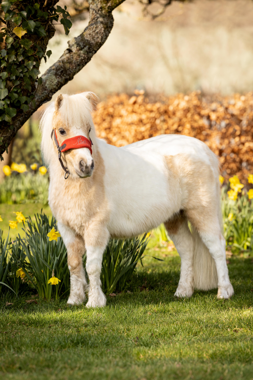 World Horse Welfare Lemon, rehomed by the LeMieux founders