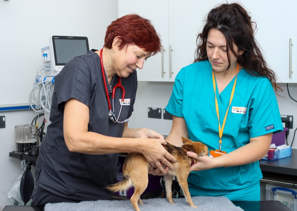 Bristol Vet Specialists is providing a new chronic pain clinic for cats and dogs