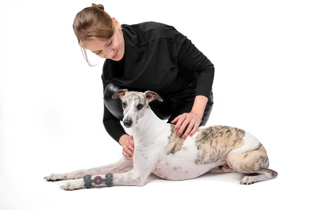 Whippet demonstrating 3D printed orthotic device