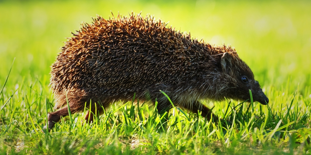 Photo of a hedgehog