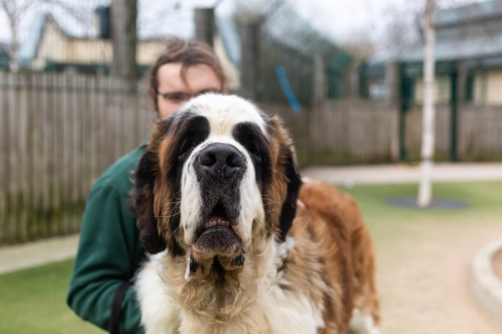 Titan the St Bernard who was adopted from Dogs Trust Manchester and weighed in at a whopping 83.5kg!