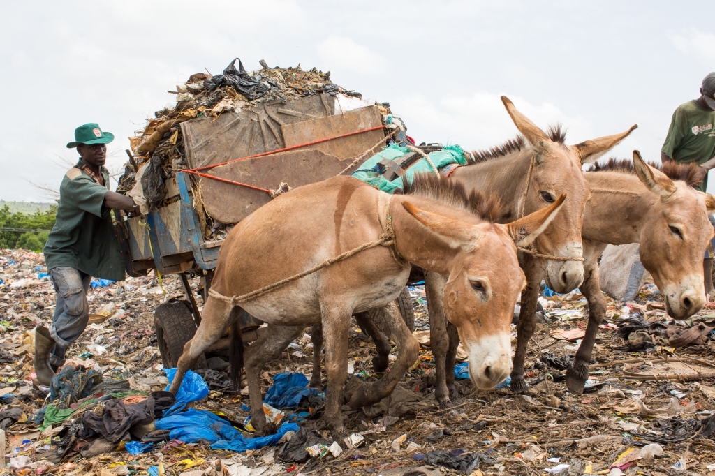 Working donkeys on the rubbish dumps of Bamako, Mali