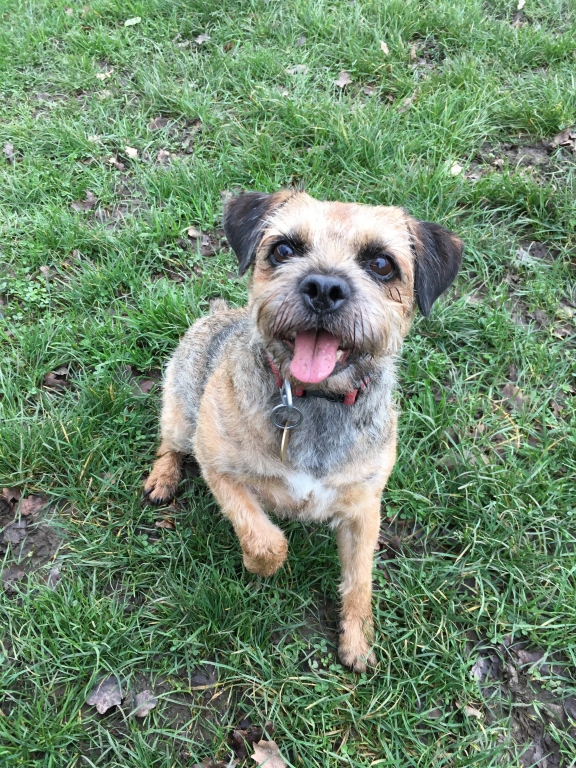 A smiling Border Terrier