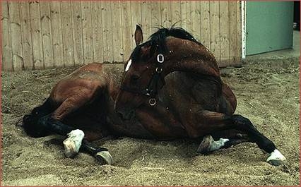 Horse with signs of colic