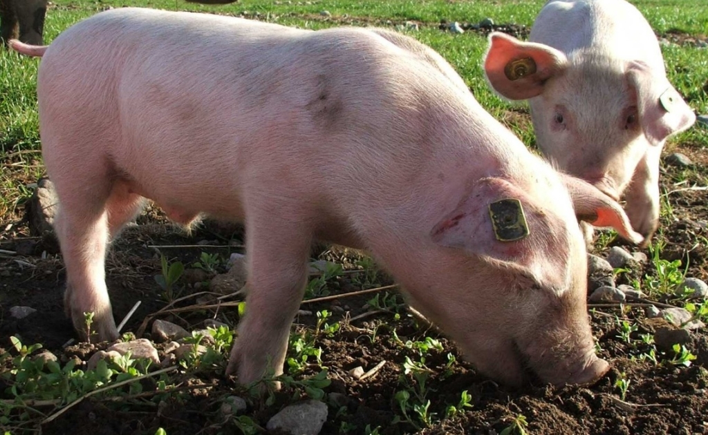 Two pigs eating outdoors