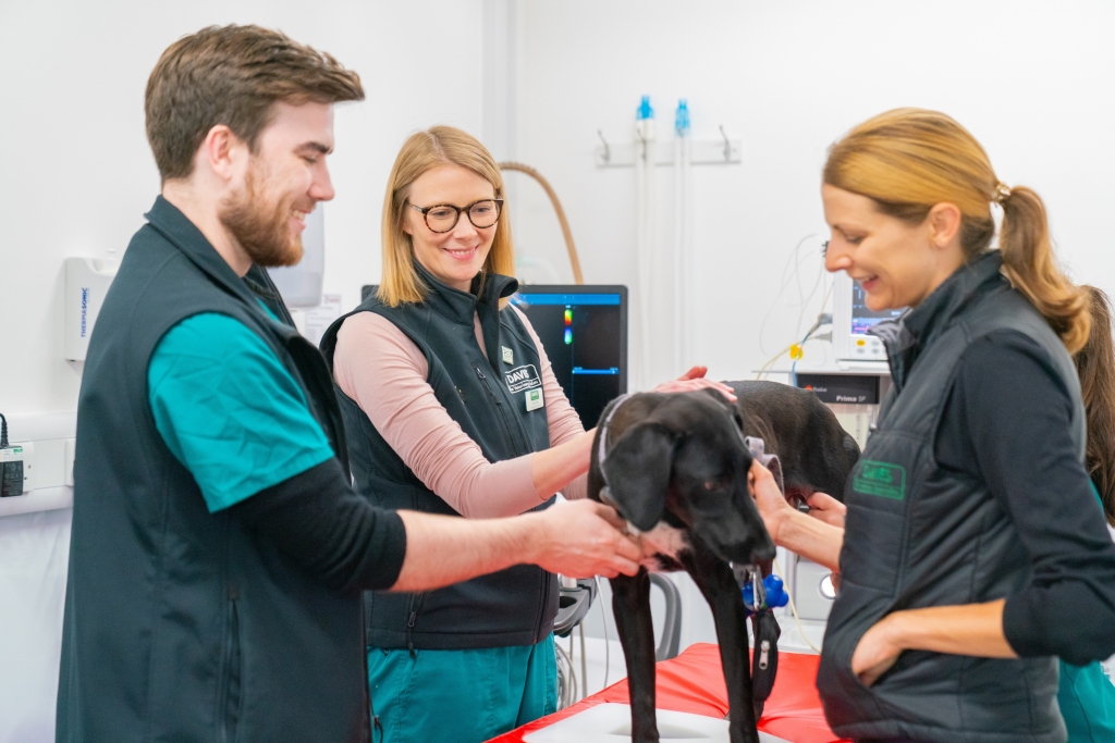 Puppies and kittens are getting off to the best possible start with a potentially life-saving screening service at Davies Veterinary Specialists.