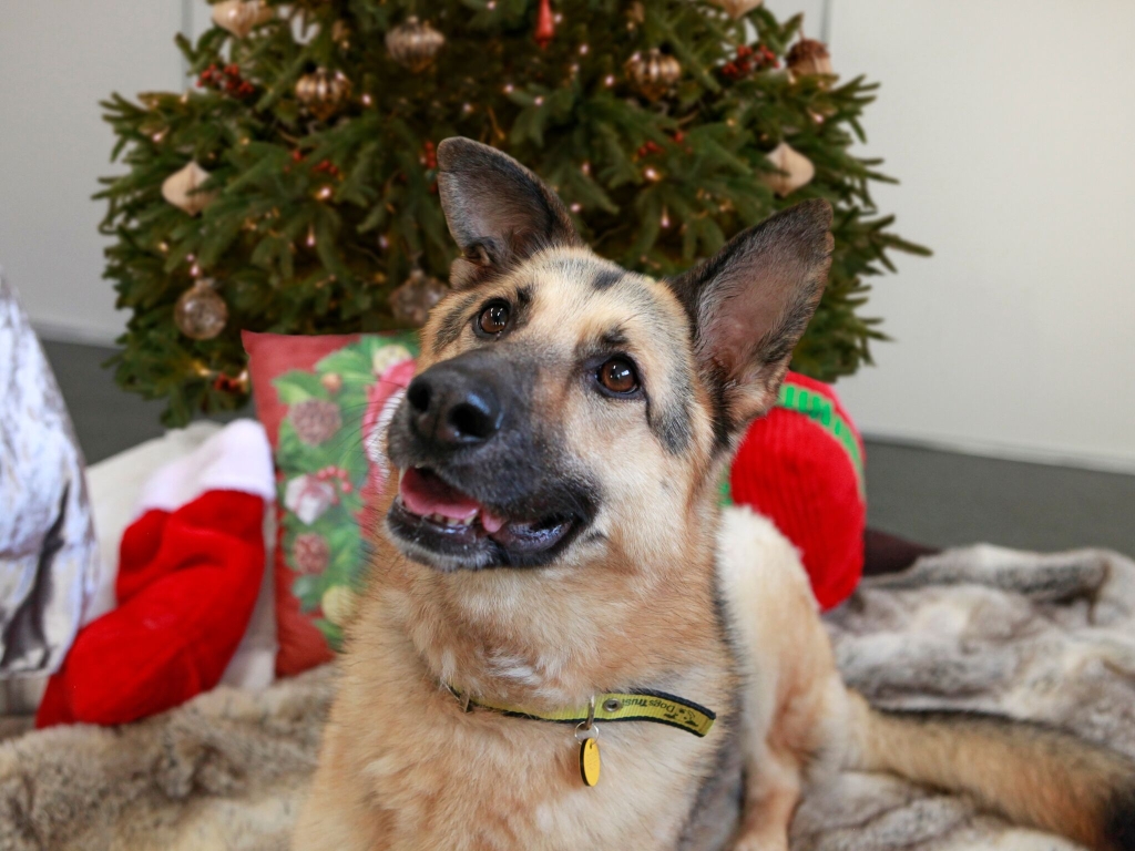 Smiling German Shepherd dog in front of Christmas tree