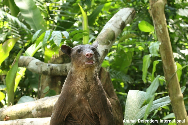 Cholita in rescue habitat