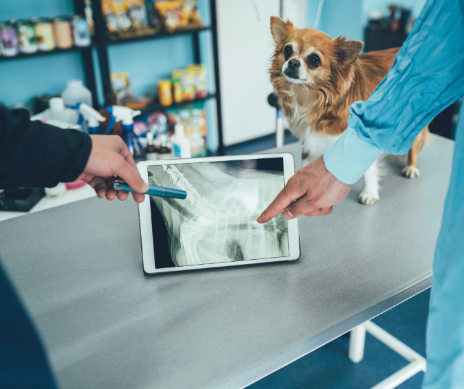 Examining an x-ray on an iPad