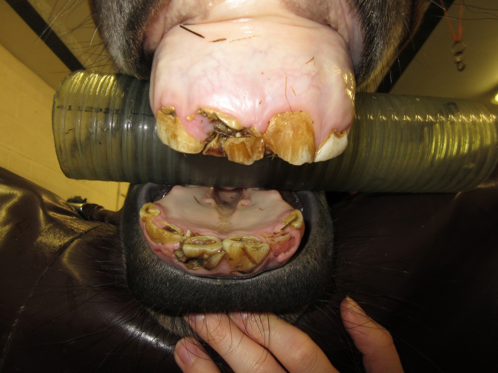  Young horse with multiple fractured incisors due to trauma 