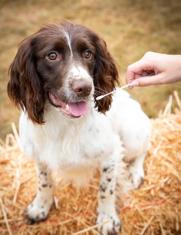 DNA Testing Services Credit The Kennel Club and James Robinson