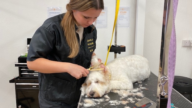 A career in dog grooming