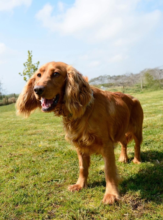 Freddie had suffered a comminuted fracture