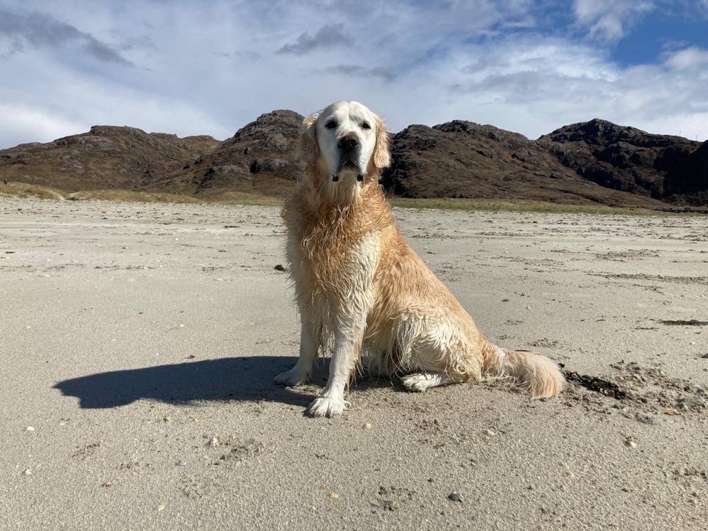 Marty, an 11-year-old Golden Retriever, was treated at Veterinary Specialists Scotland in Livingston 