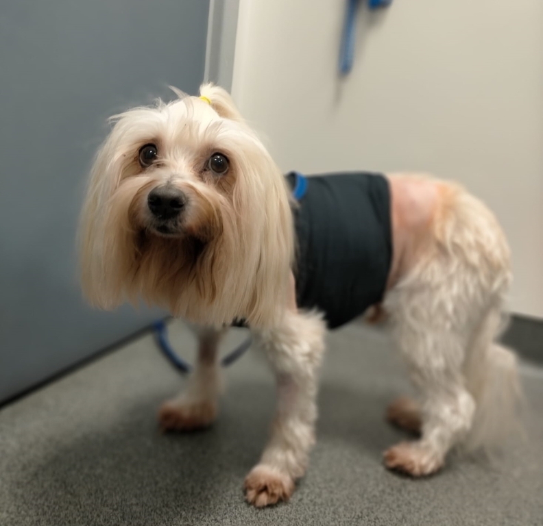 Chester, the first patient to undergo a pioneering TEER procedure at Linnaeus-owned Willows Veterinary Centre and Referral Service in Solihull. 