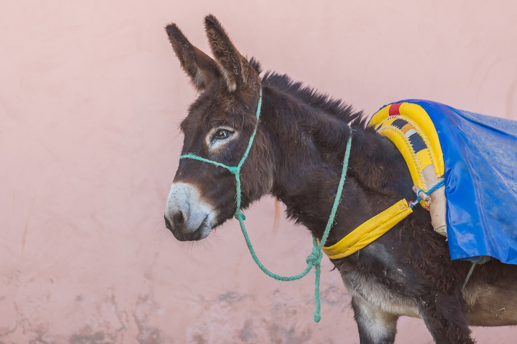 Photo of a working donkey
