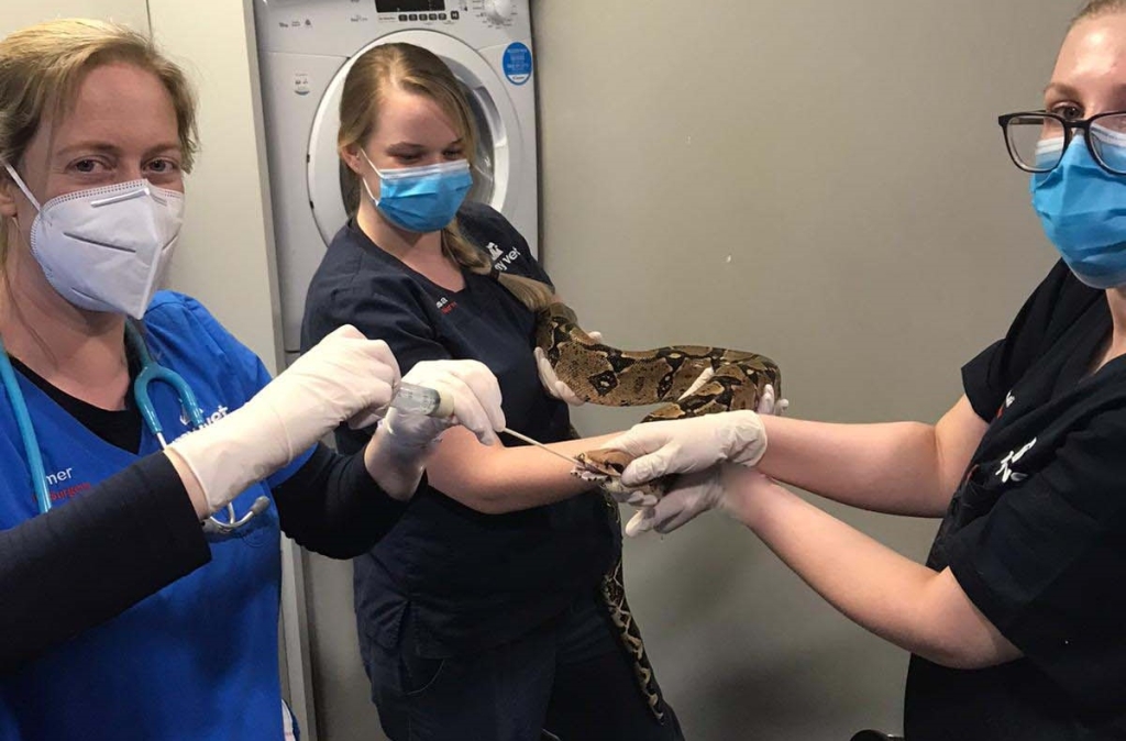 Vet Emer O’Reilly, with RVNs Lisa and Paulina, teamed up to ensure Hiss, a 15ft boa constrictor, received his food, fluids and medication. 