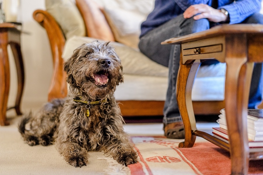 Smiling dog lying on living room carpet