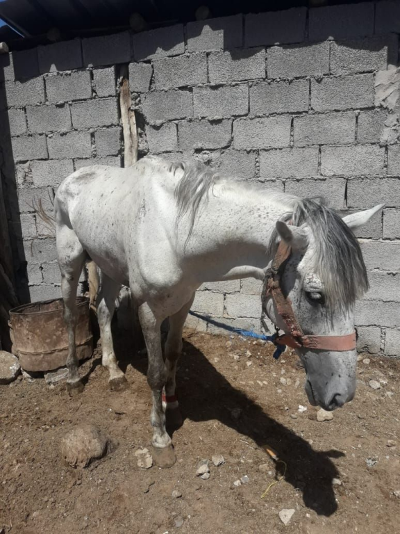 The caleche horses of Marrakech are struggling to survive following the collapse of tourism