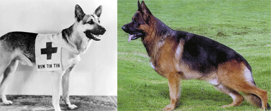 The frog-like gait of the German Shepherd (right) was condemned by the panel