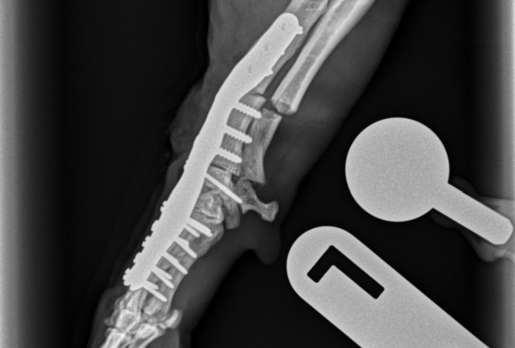 Crossbreed rescue dog Basil’s severe limb deformity has been treated with a rare procedure at Southfields Veterinary Specialists in Basildon. 