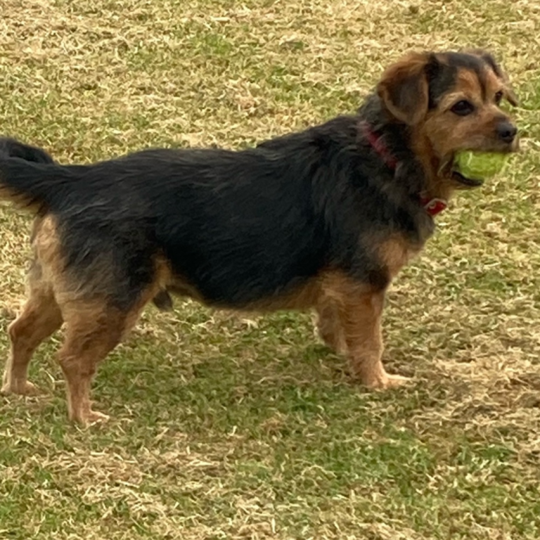 Rescue dog Fred underwent urgent abdominal surgery at Wear Referrals in Bradbury. 