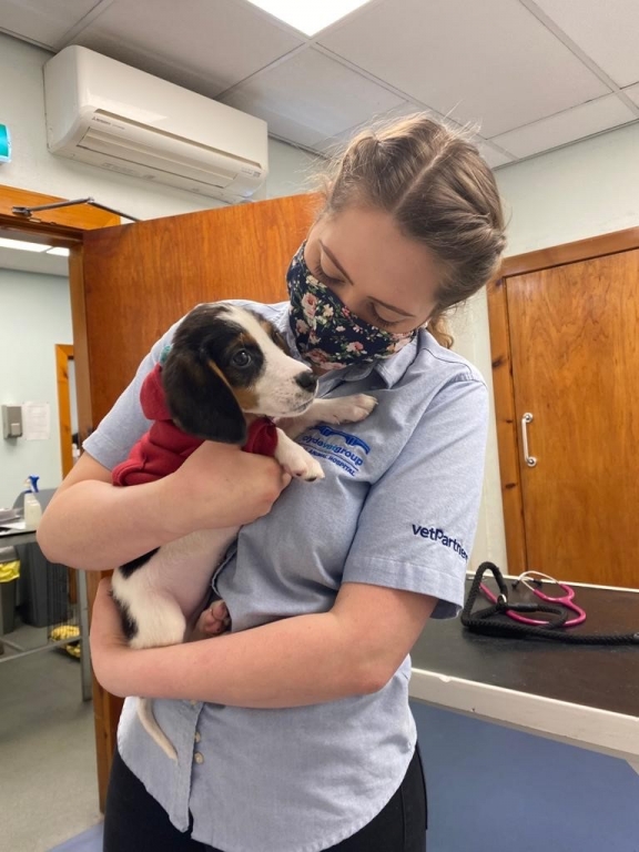 Reggie enjoys a cuddle from Clyde Veterinary Hospital vet Fabienne Giraud