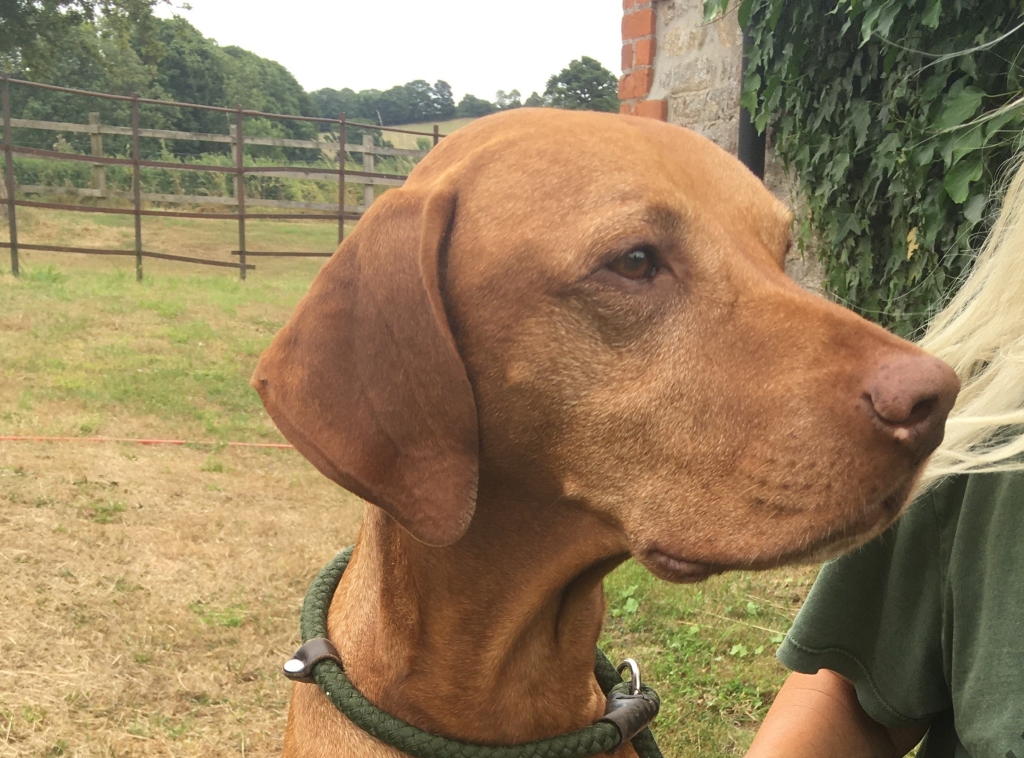 Experts at Cave Veterinary Specialists near Wellington carried out lifesaving surgery on Hungarian vizsla Hugo. 