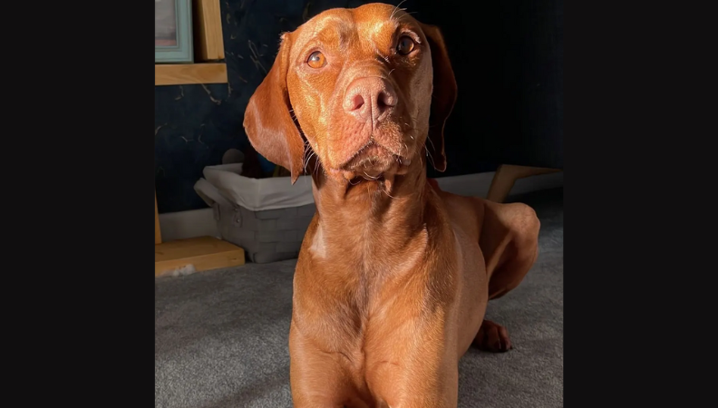 Indi the Hungarian Vizsla