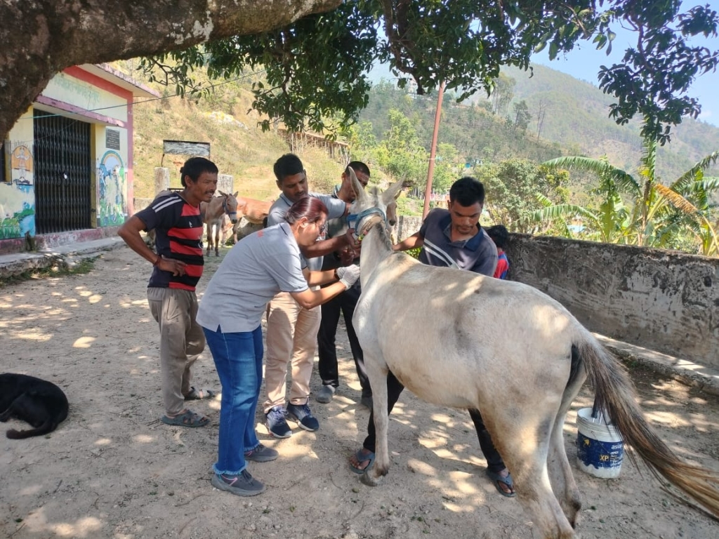 Brooke India and local Government Veterinary and Livestock Extension Officers perform vital health check-up for a Bhotia Tribe equine. Credit: Vikram Mehta, Field Assistant. 