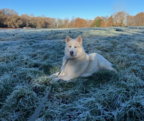 Tinx’s cataracts were removed by specialists at Eastcott Referrals in Swindon. 