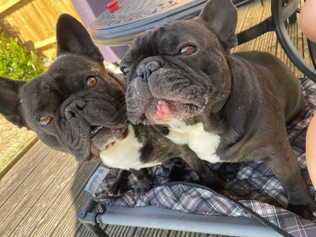 Reggie the French Bulldog was successfully treated at Hamilton Specialist Referrals for his debilitating spine condition.