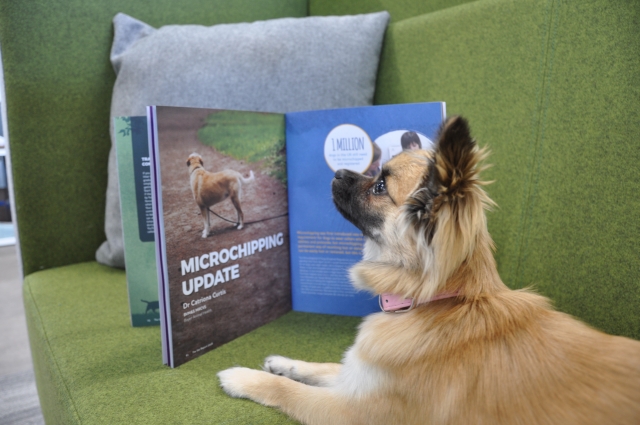 Pebbles, a long haired chihuahua enjoys a spot of light reading at the Vets4Pets Support Office