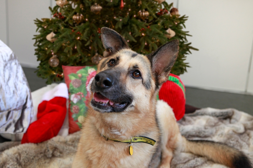 Kelly the German Shepherd in front of a Christmas tree