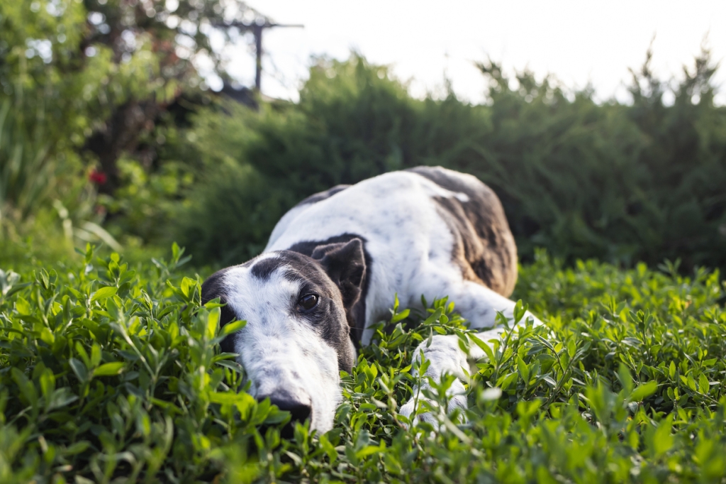 Nine CVS practices are participating in a study looking at the prevalence of Lungworm