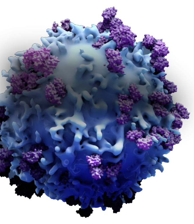 An immune cell and bound antigen