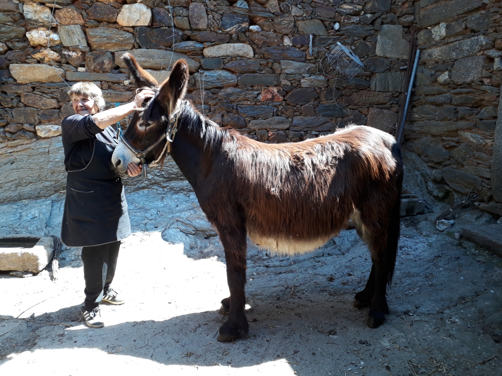 Owner with her working donkey in Portugal. Credit, Emily Haddy