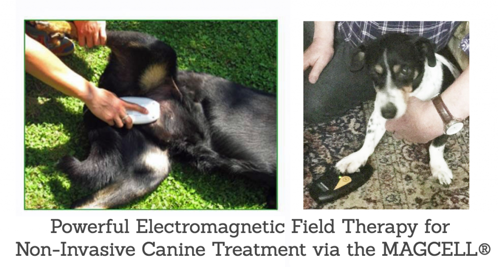 Powerful Electromagnetic Field Therapy in Non-Invasive Canine Treatment via the MAGCELL®